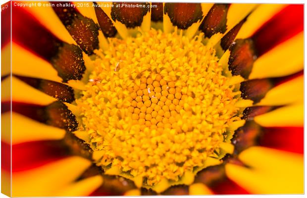  Gazania Central Canvas Print by colin chalkley