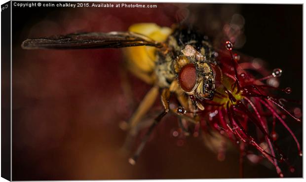  Fly captured by a Cape Sundew Plant Canvas Print by colin chalkley