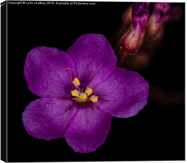 Cape Sundew Flower - Macro Canvas Print by colin chalkley