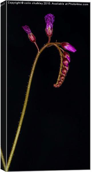  Cape Sundew Flowers and Buds Canvas Print by colin chalkley