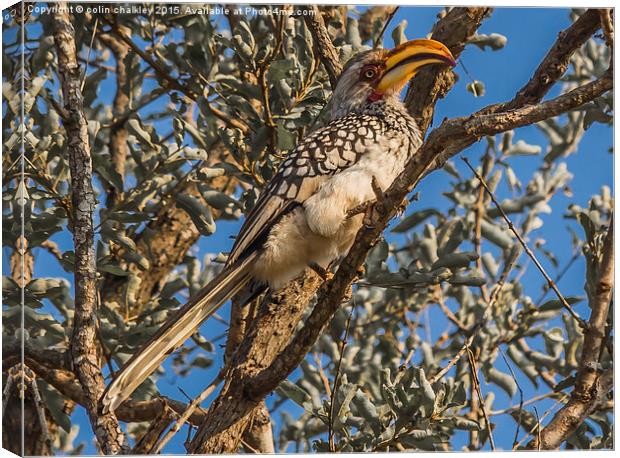 Southern Yellow Billed Hornbill in Kruger Canvas Print by colin chalkley