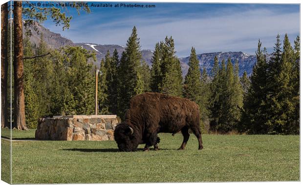 Bison at Yellowstone Park  Canvas Print by colin chalkley