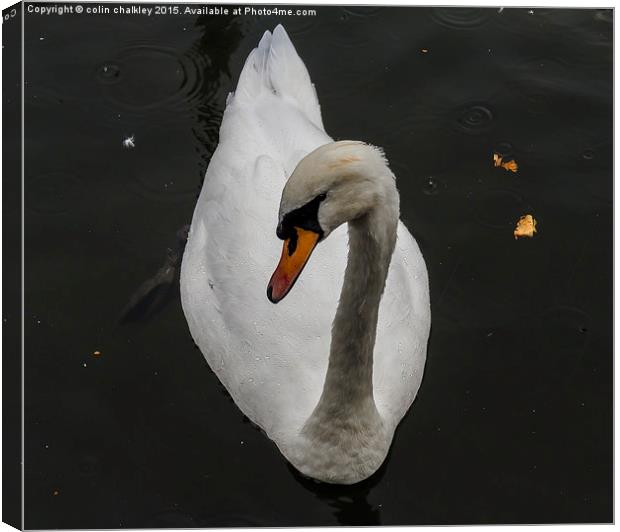  Swan in the Rain Canvas Print by colin chalkley