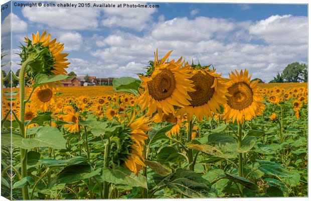  Boussac Sunflowers Canvas Print by colin chalkley