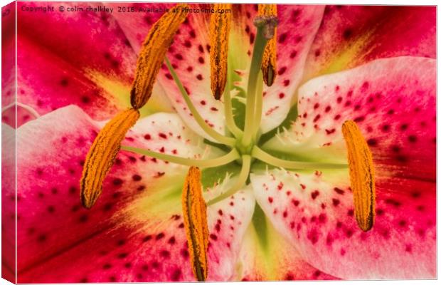 Asiatic Lily Stamen Canvas Print by colin chalkley