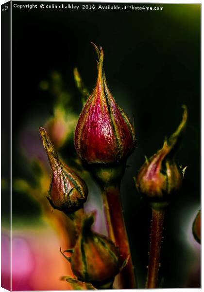 Rose Buds Canvas Print by colin chalkley