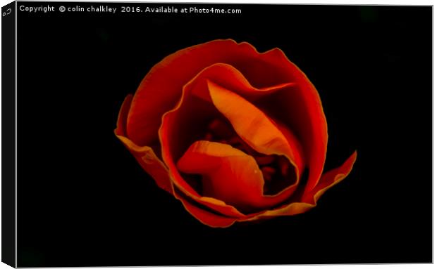 California Poppy Canvas Print by colin chalkley