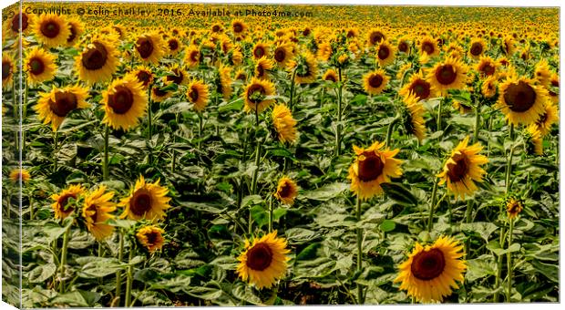  Sunflowers in Boussac Canvas Print by colin chalkley