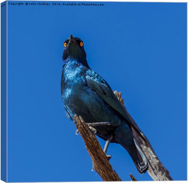 Greater Blue-eared Glossy Starling Canvas Print by colin chalkley