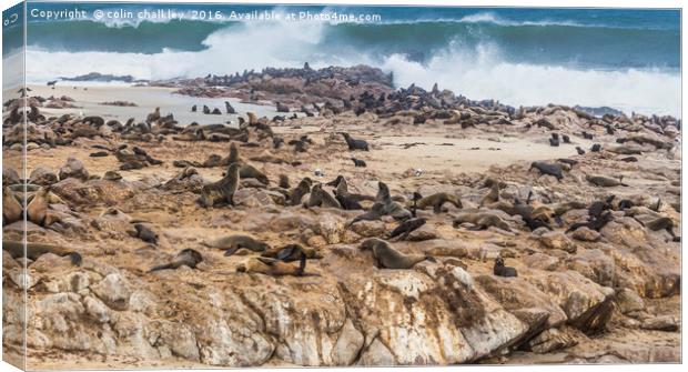 Fur Seals at Cape Cross Canvas Print by colin chalkley