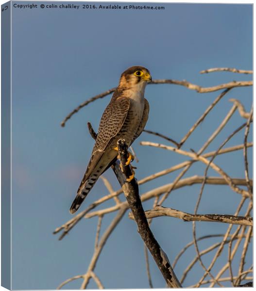 Lanner Falcon Canvas Print by colin chalkley