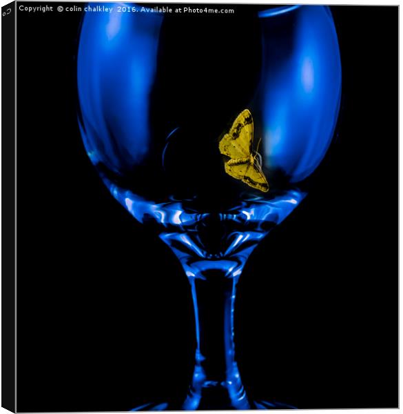 Moth on a Wine Glass Canvas Print by colin chalkley