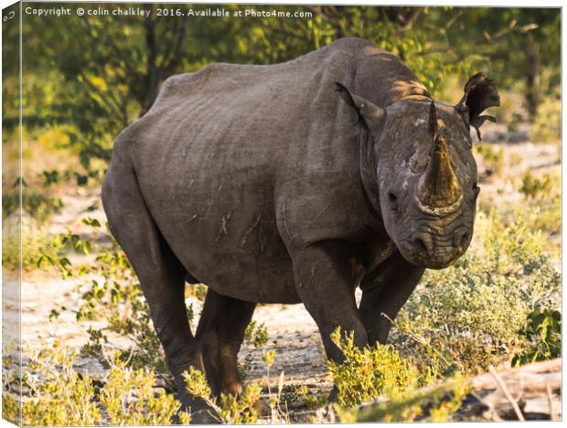 Namibian Black Rhinoceros  Canvas Print by colin chalkley