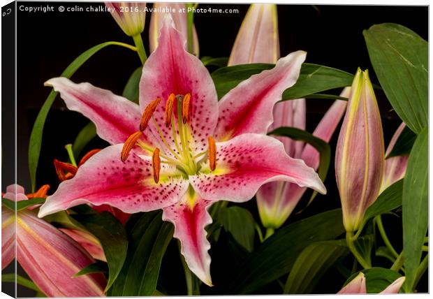 Asiatic Lily Canvas Print by colin chalkley