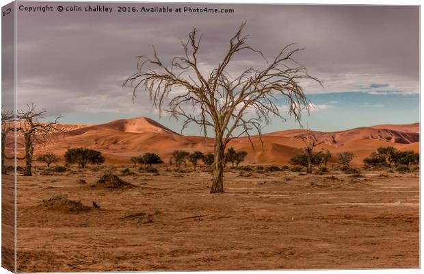 Tree in the Namib Desert Canvas Print by colin chalkley
