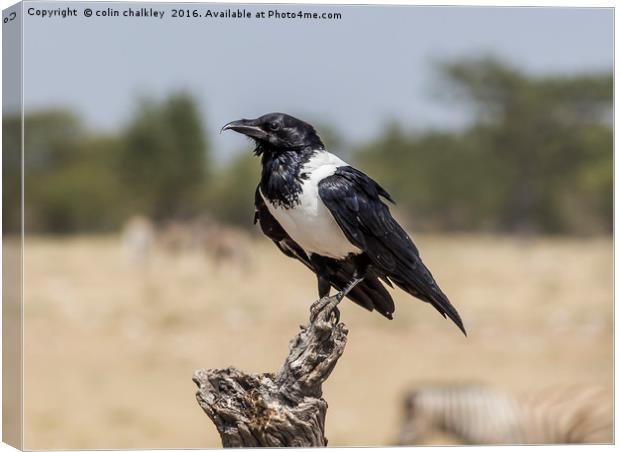 Namibian Pied Crow Canvas Print by colin chalkley