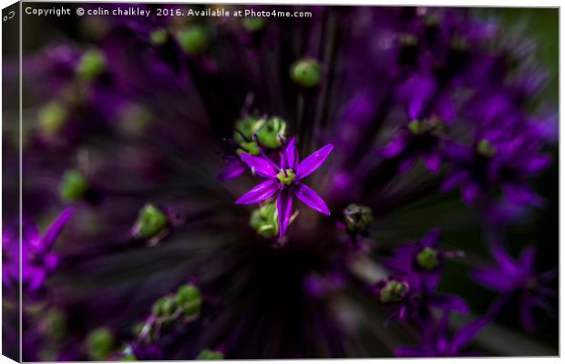 Essence of Allium Canvas Print by colin chalkley