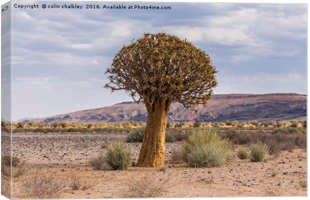 Quiver Tree Canvas Print by colin chalkley