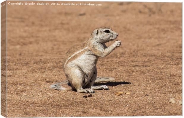 Namibian Ground Squirrel Canvas Print by colin chalkley