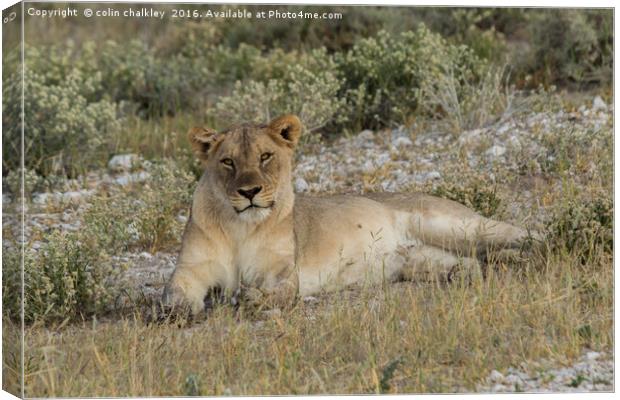 Lioness taking the suns rays Canvas Print by colin chalkley