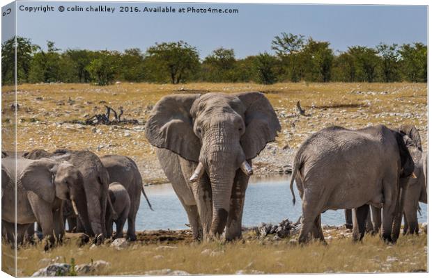 A Bull Elephant Protecting His Herd Canvas Print by colin chalkley