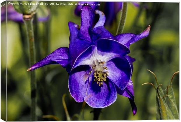  Aquilegia Flower Canvas Print by colin chalkley