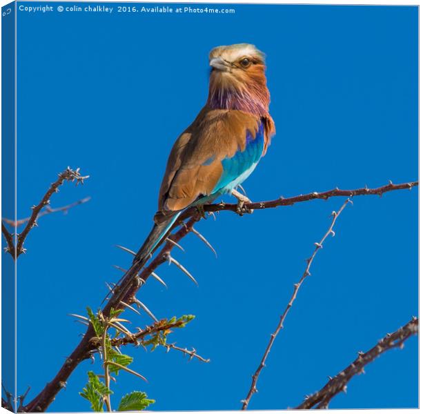 The Majestic Beauty of the Lilac Breasted Roller Canvas Print by colin chalkley
