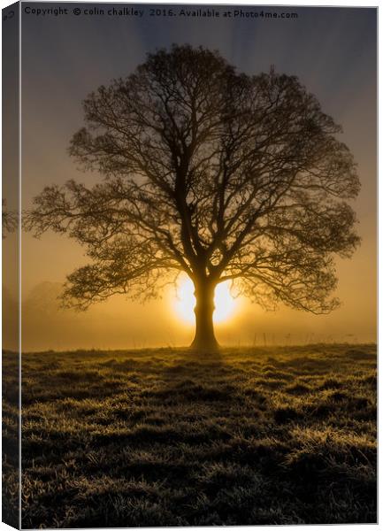 Misty sunrise in Marnhull, Dorset Canvas Print by colin chalkley