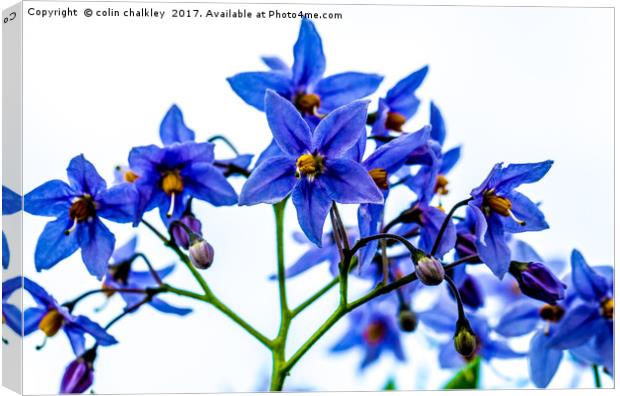 Solanum Crispum Canvas Print by colin chalkley