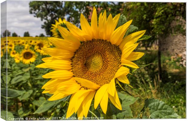 Sunflower Canvas Print by colin chalkley