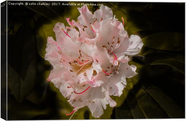 Stourhead Rhododendron Canvas Print by colin chalkley