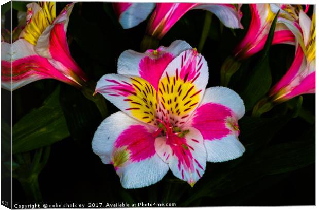 Peruvian lily  Canvas Print by colin chalkley