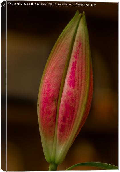  Asiatic Lily Bud Canvas Print by colin chalkley