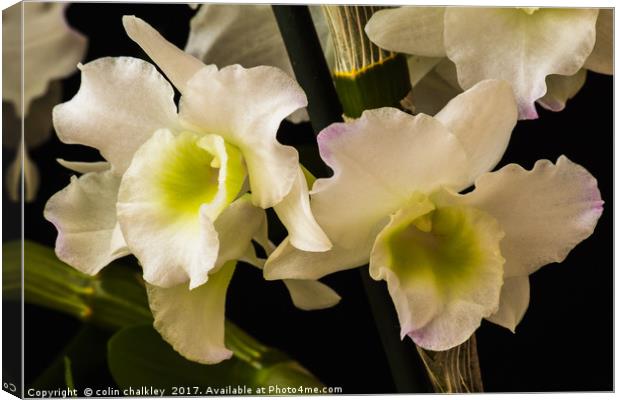 Orchids Canvas Print by colin chalkley
