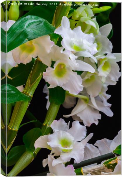 White Orchids Canvas Print by colin chalkley