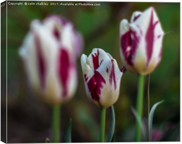 Trio of Tulips Canvas Print by colin chalkley