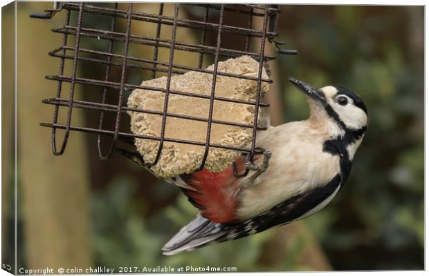 Great Spotted Woodpecker Canvas Print by colin chalkley