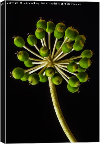 Castor Oil Plant Seed Pods - Natural Lighting Canvas Print by colin chalkley