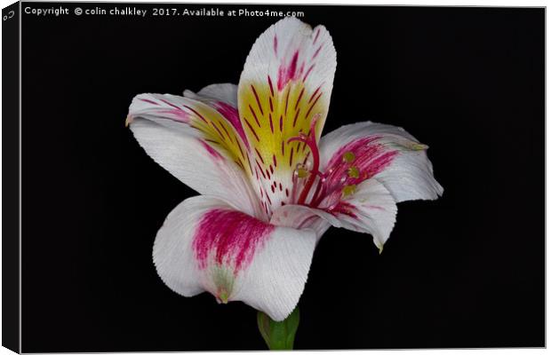 Peruvian lily Canvas Print by colin chalkley