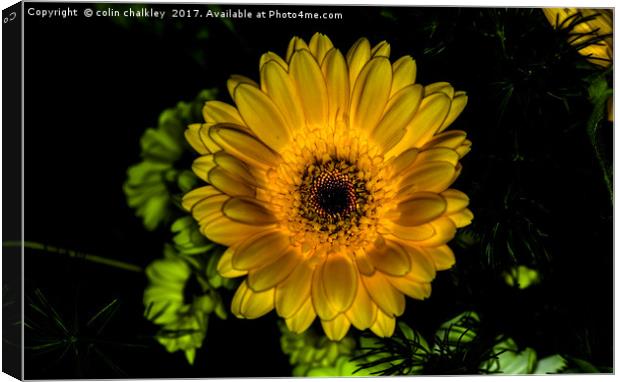Glowing Gerbera  Canvas Print by colin chalkley
