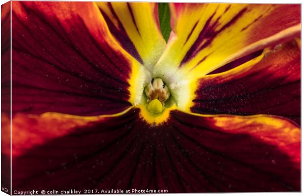 Heart of a Pansy Canvas Print by colin chalkley