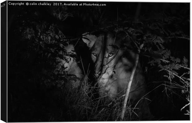 A lioness in the African Bush late at night Canvas Print by colin chalkley