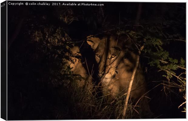 A lioness in the South African Bush late at night Canvas Print by colin chalkley