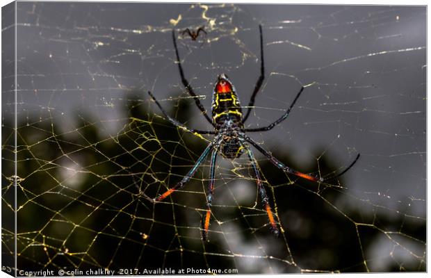 Female Golden Orb Spider  Canvas Print by colin chalkley
