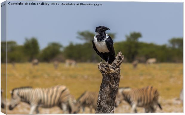Namibian Pied Crow Canvas Print by colin chalkley
