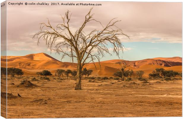 Sossusvlie Tree at Dawn, Namibia Canvas Print by colin chalkley