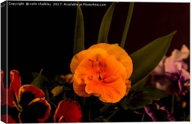 Pansies Canvas Print by colin chalkley