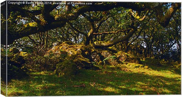 Tŷ Canol  Ancient Woodland Canvas Print by Barrie Foster
