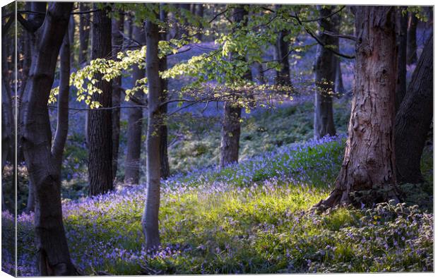 Bluebells at Margam woods  Canvas Print by Leighton Collins