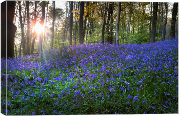 A bluebell carpet Canvas Print by Leighton Collins